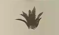 シダ植物のシルエット