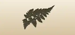 Fern silhouette