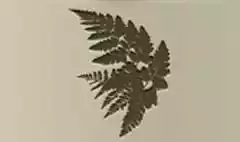 シダ植物のシルエット