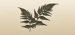 Fern silhouette