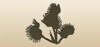Venus Flytrap silhouette