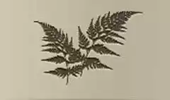 シダ植物のシルエット