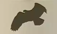 ワシのシルエット