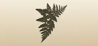Fern silhouette