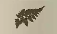 シダ植物のシルエット