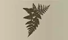 シダ植物のシルエット