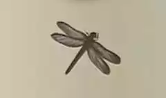 とんぼ