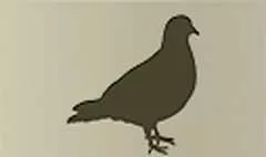 Pigeon silhouette