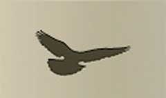 Pigeon silhouette #2