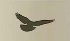 Pigeon silhouette