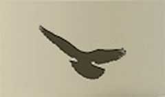 Pigeon silhouette #4