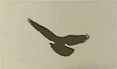 Pigeon silhouette