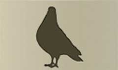 Pigeon silhouette #5