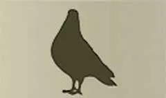 Pigeon silhouette