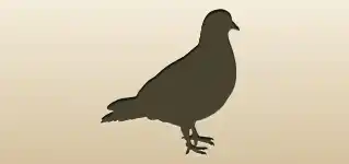 ハト