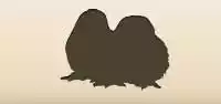 Chicks