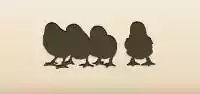 Chicks