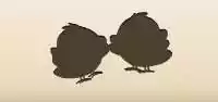 Chicks