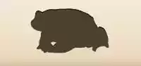 Toad