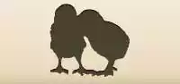 Chicks