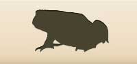 Toad