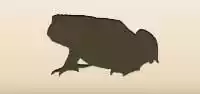 Toad