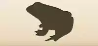 Toad