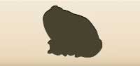 Toad