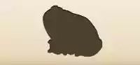 Toad
