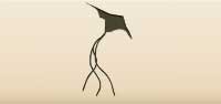 Kite