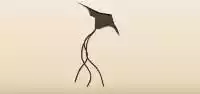 Kite