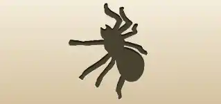 クモ