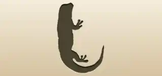 Lizard