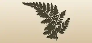 Fern