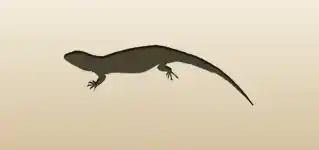 Lizard