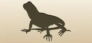 Lizard