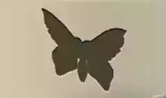 ちょうちょう