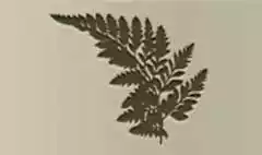 シダ植物