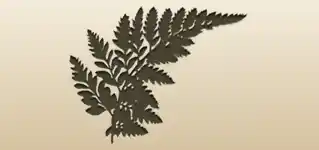 Fern