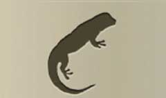 Lizard silhouette