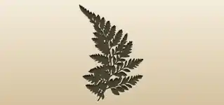 Fern