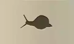 カタツムリ