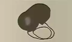 虫眼鏡