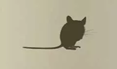 ネズミ
