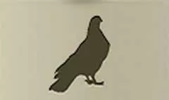 ハト