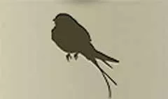 ツバメ