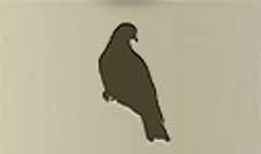 ハト
