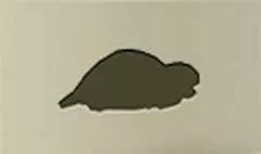 カメ