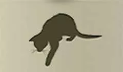 ネコ