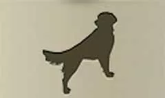 イヌ